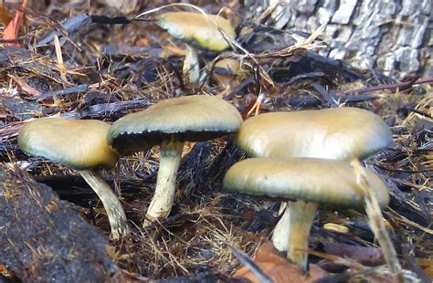 allenii mushroom|Psilocybe Allenii: What You Need to Know